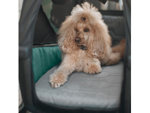 Psí pelíšek Thule Bexey M